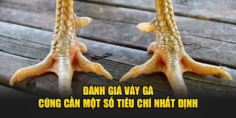 Danh-gia-vay-ga-cung-can-mot-so-tieu-chi-nhat-dinh