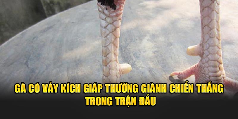 Ga-co-vay-kich-giap-thuong-gianh-chien-thang-trong-tran-dau