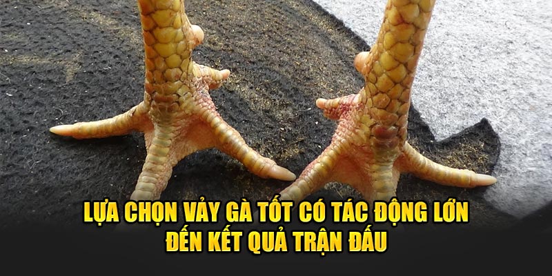 Lua-chon-vay-ga-tot-co-tac-dong-lon-den-ket-qua-tran-dau