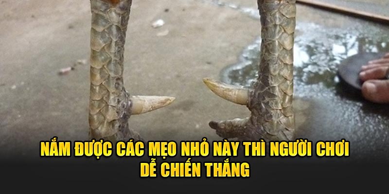 Nam-duoc-cac-meo-nho-nay-thi-nguoi-choi-de-chien-thang