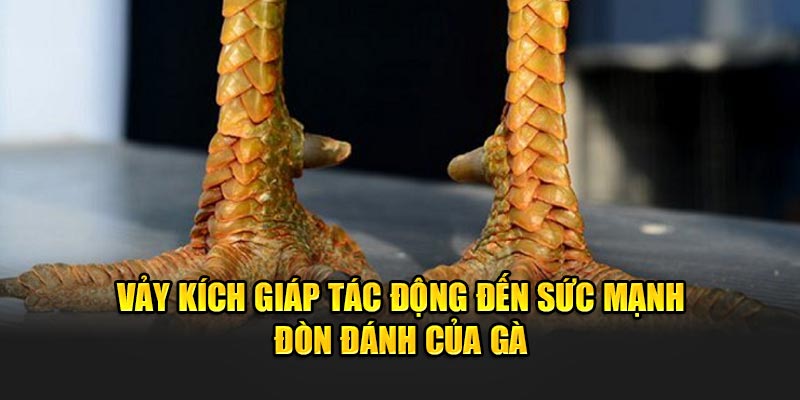 Vay-kich-giap-tac-dong-den-suc-manh-don-danh-cua-ga